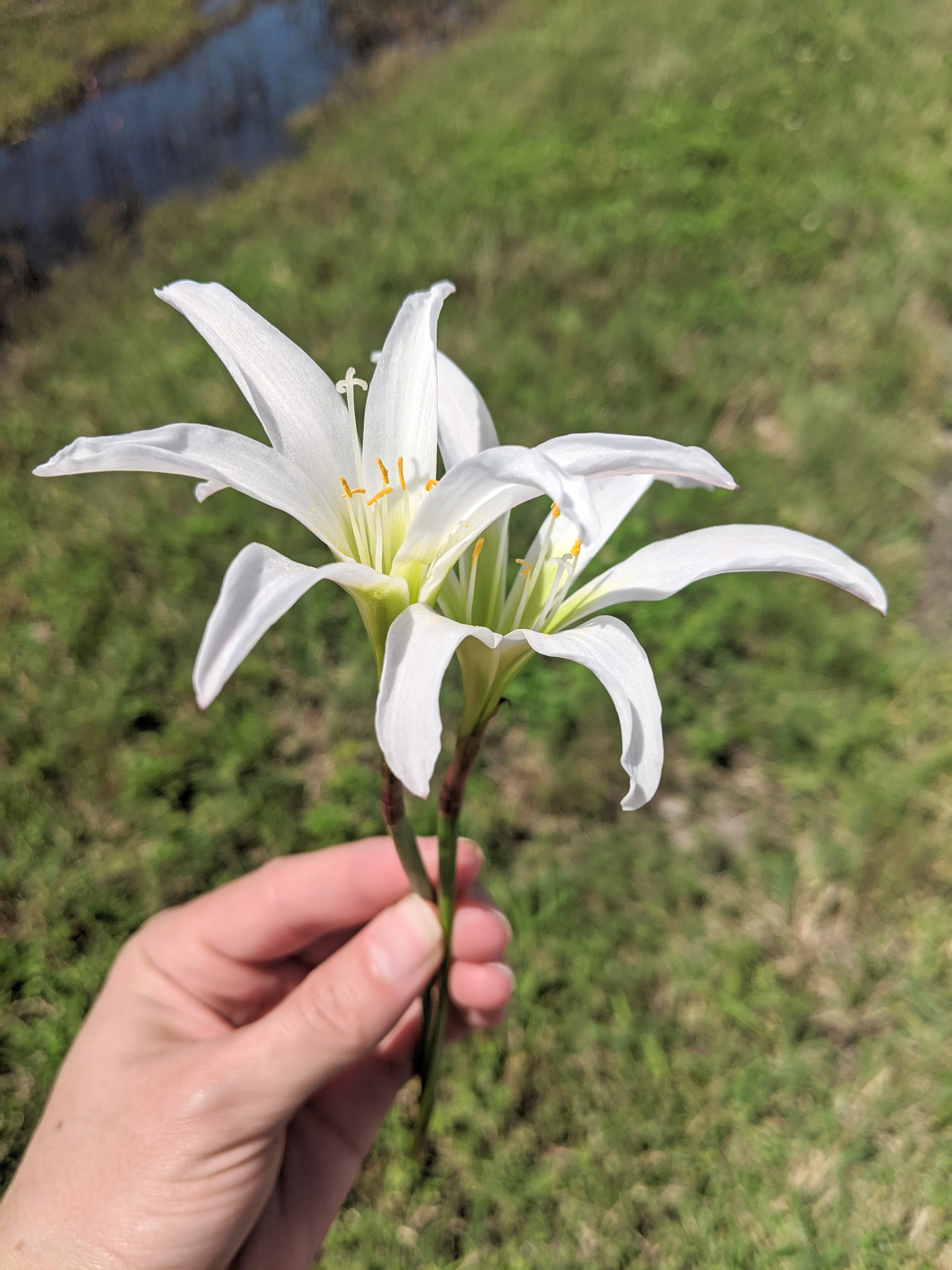 Monthly Round-Up: Rose & Thorns – September 2020