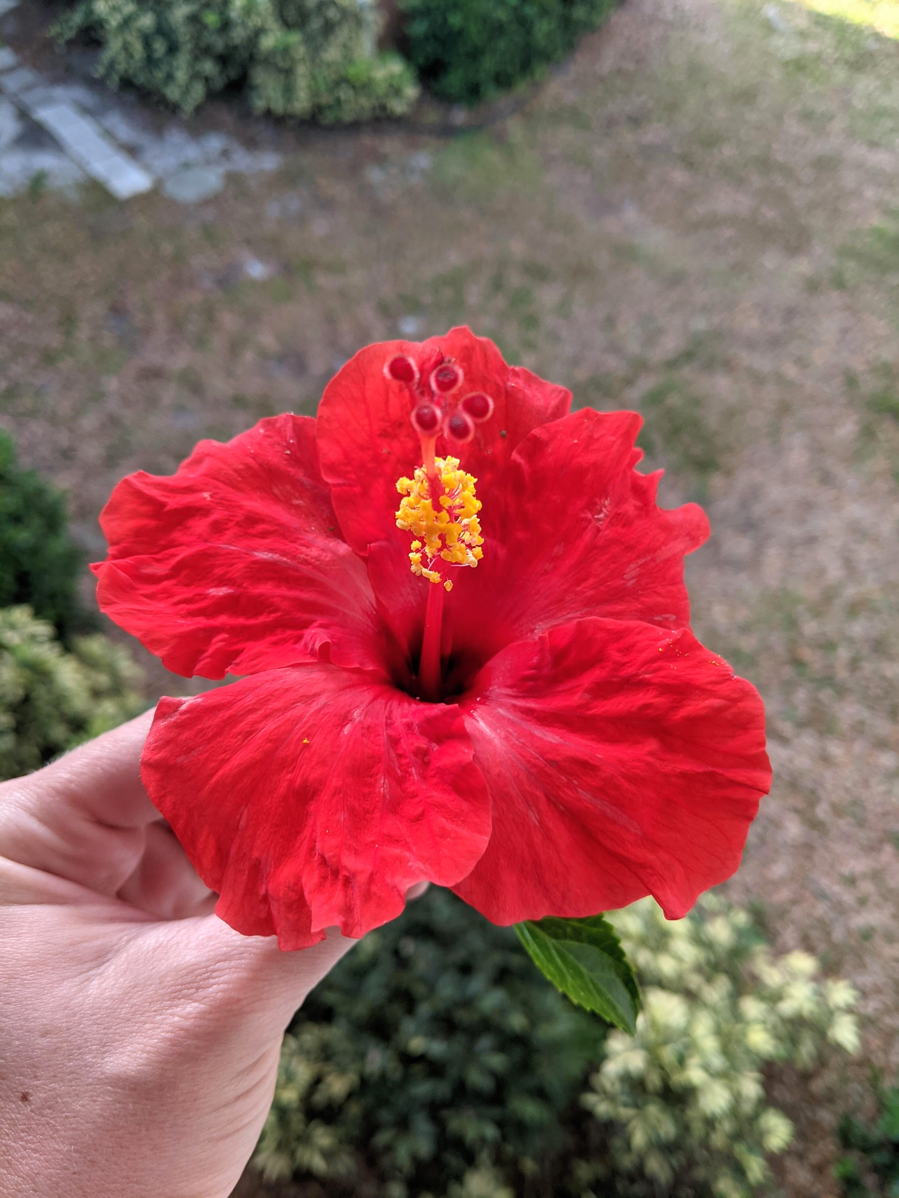 Monthly Round-Up: Rose & Thorns – February 2021